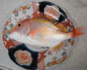 本日の獲物のレンコ鯛