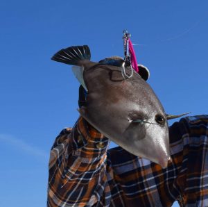 釣れたウマヅラハギの写真
