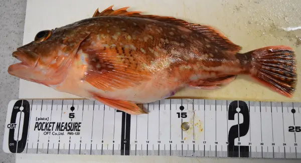 サバ短冊で釣れたカサゴ