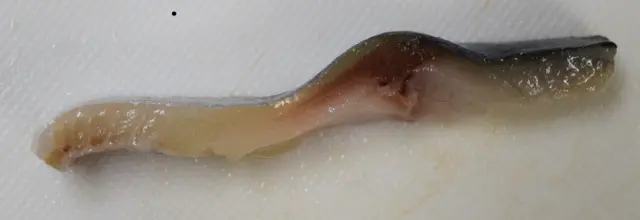余分な身を切り落としたサバの切り身写真