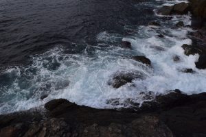 食見海岸地磯にできたシラス写真