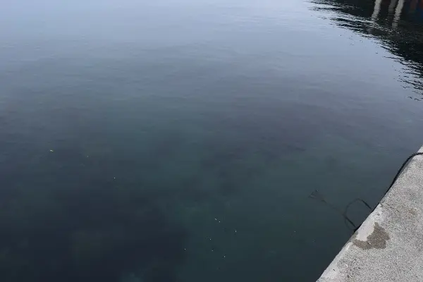 世久見漁港付け根の海底
