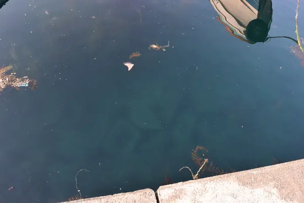 小川漁港堤防内側の海底