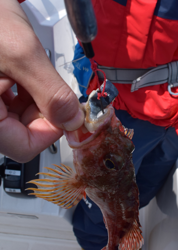 サバの切り身で釣れたカサゴ