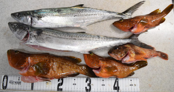 当日の釣果