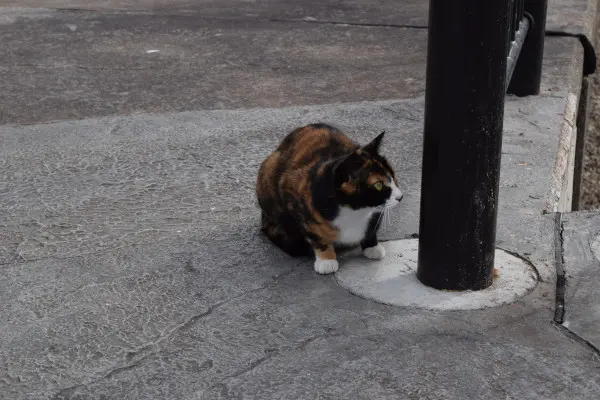 猫