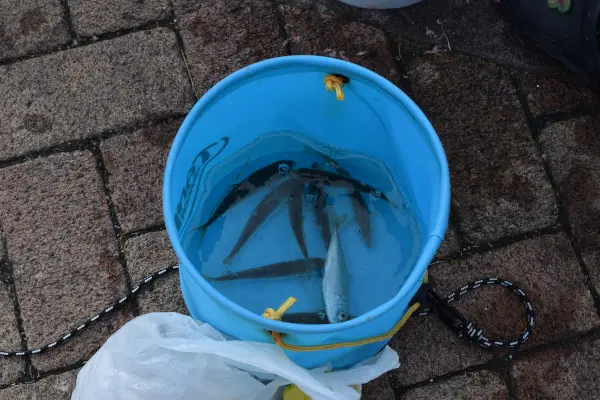 釣れていた豆アジ