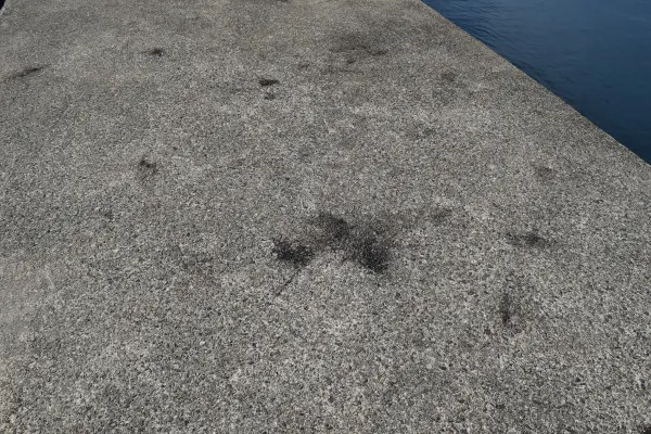 イカの墨跡