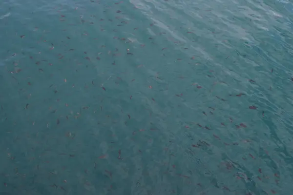 日引漁港の魚の群れ