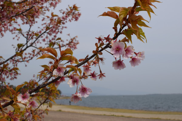 河津桜