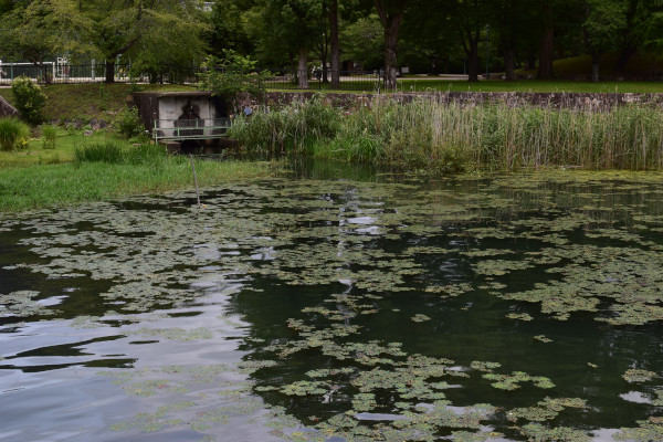 膳所城跡公園のワンド