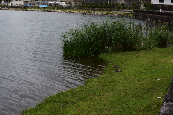 膳所城跡公園の湖岸