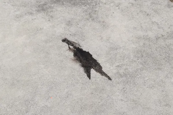 新鹿漁港イカの墨跡