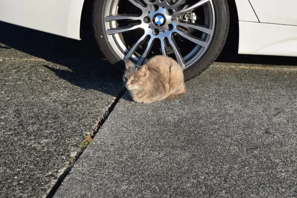野良猫
