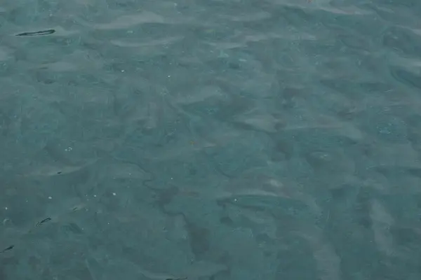見草漁港の海底