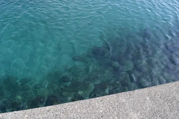 磯間港の海底