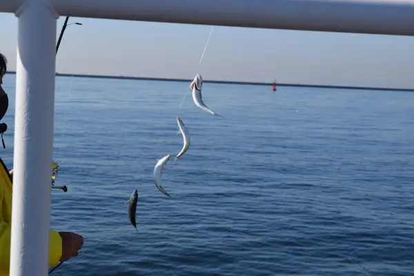 釣れたマイワシ