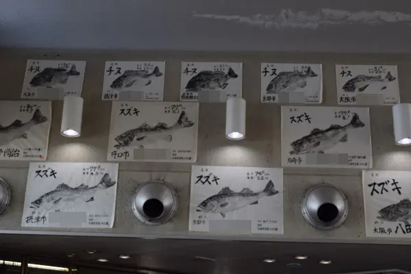 チヌ、スズキの魚拓