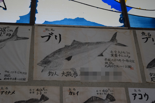 ブリの魚拓