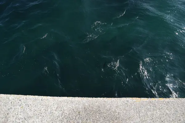 育波漁港先端足元