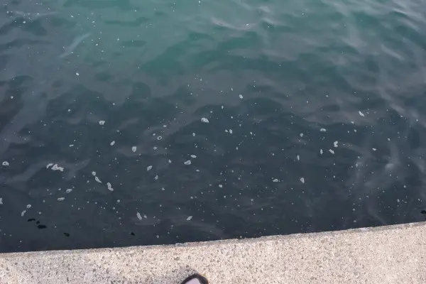 分岐している堤防の足元