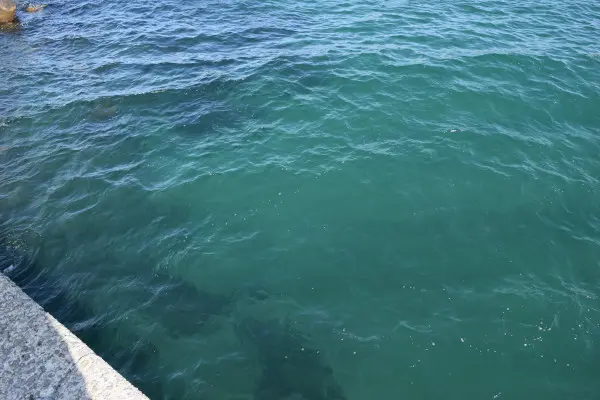 左岸堤防の少し沖