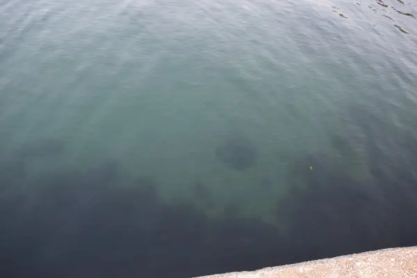 泉港の海底写真