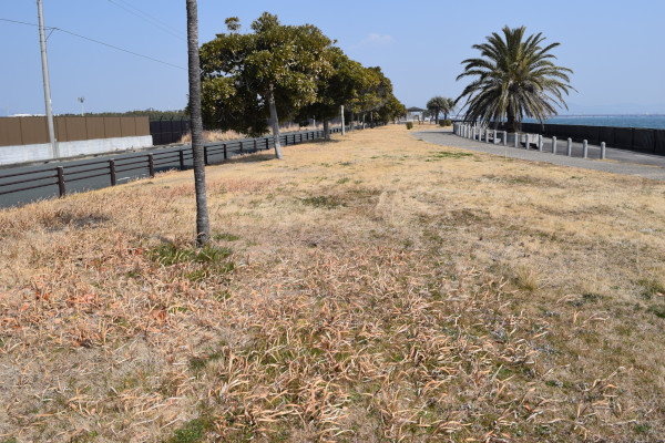 豊川浄化センター埋め立て地公園の芝生