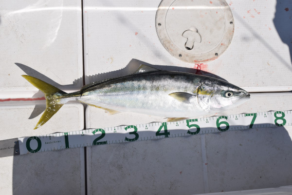 ジギングで釣れたハマチ