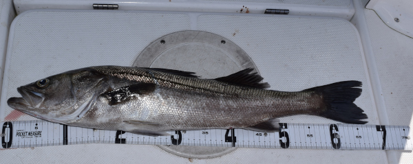 常神沖で釣れたシーバス