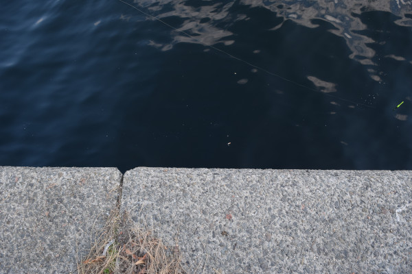 泉大津花市場公園の足元