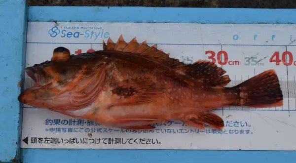 美浜町で釣れたカサゴ